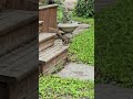 Squirrel is camera shy. #short #squirrel #squirrelwatching