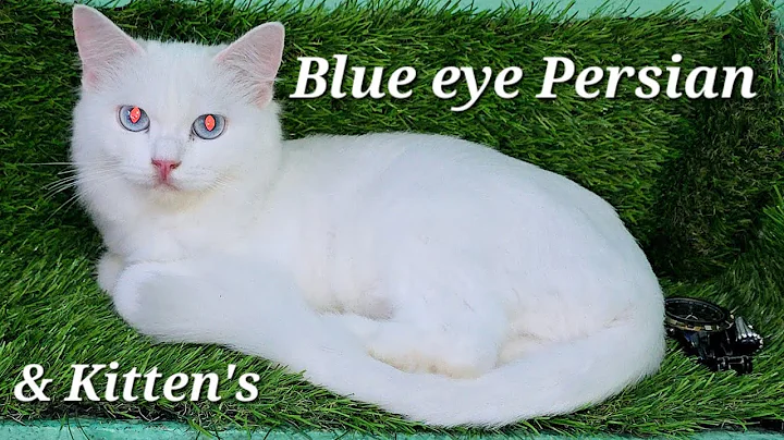 Video 5593521: eyes white persian cat, persian blue cattery, bicolour persian kittens, pet farms