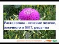 Расторопша - лечение печени, желчного и ЖКТ рецепты