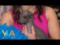 Xoloitzcuintles: todo lo que debes saber de estos perritos | Venga la Alegría