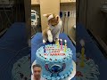 #happybirthday #funny #aiandcats #aicats #kitten #animalintelligence #cute #cat #cake