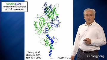 Joseph Takahashi (UT Southwestern/HHMI) Part 3: Circadian Clocks: Molecular Basis of a Clock