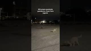 El se cree mi dueño 😂 #pets #dog #perritos #comedy #laugh #perro #humor