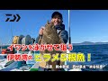 イワシを泳がせて狙う伊勢湾のヒラメ&根魚!