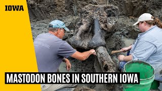Unearthing mastodon bones in southern Iowa
