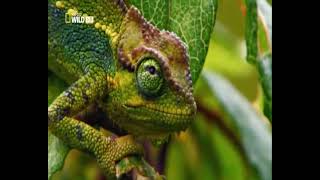 Wild Nile - Nat Geo Wild