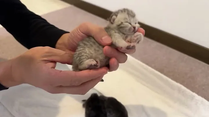 Video 5776111: scottish fold cat, british shorthair, cute kittens living, kittens cute baby