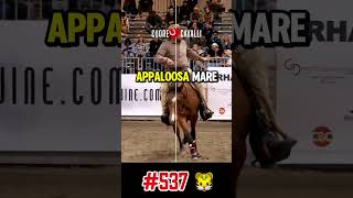 #537 🐯 CA WEASLEY LITTLE ROBOSTEP♀TALENTED Reining NRHA 2026 🔮 Futurity prospect +39 329 0575 174
