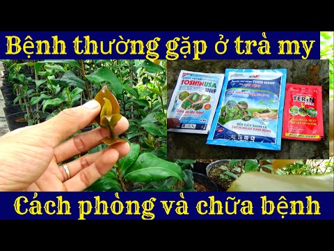 Video: Tìm hiểu về các vấn đề thường gặp của hoa trà