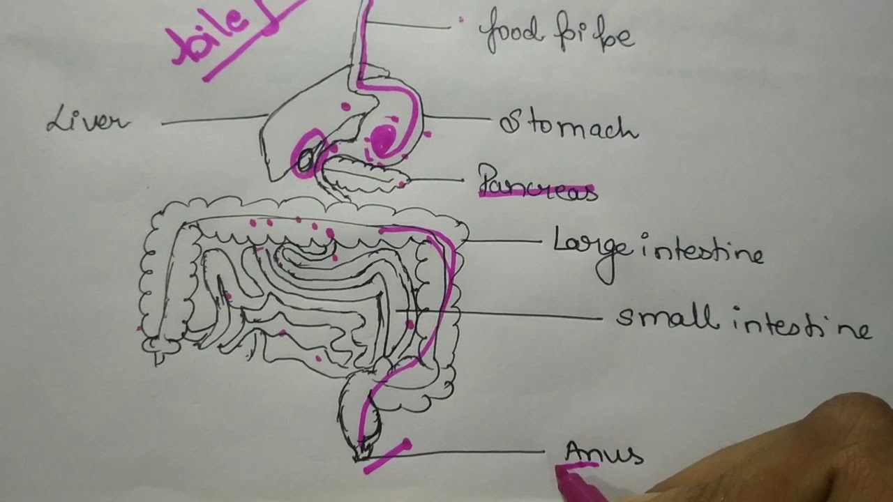 NUTRITION IN ANIMALS - YouTube