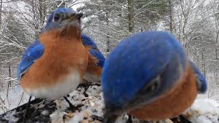 Eastern Bluebirds & Red-Bellied Woodpecker In The Snow