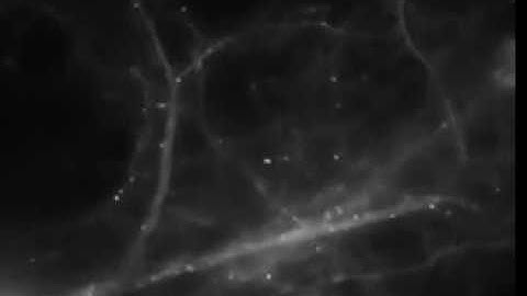 By tracking mRNA in brain cells, scientists captured the brain making memories