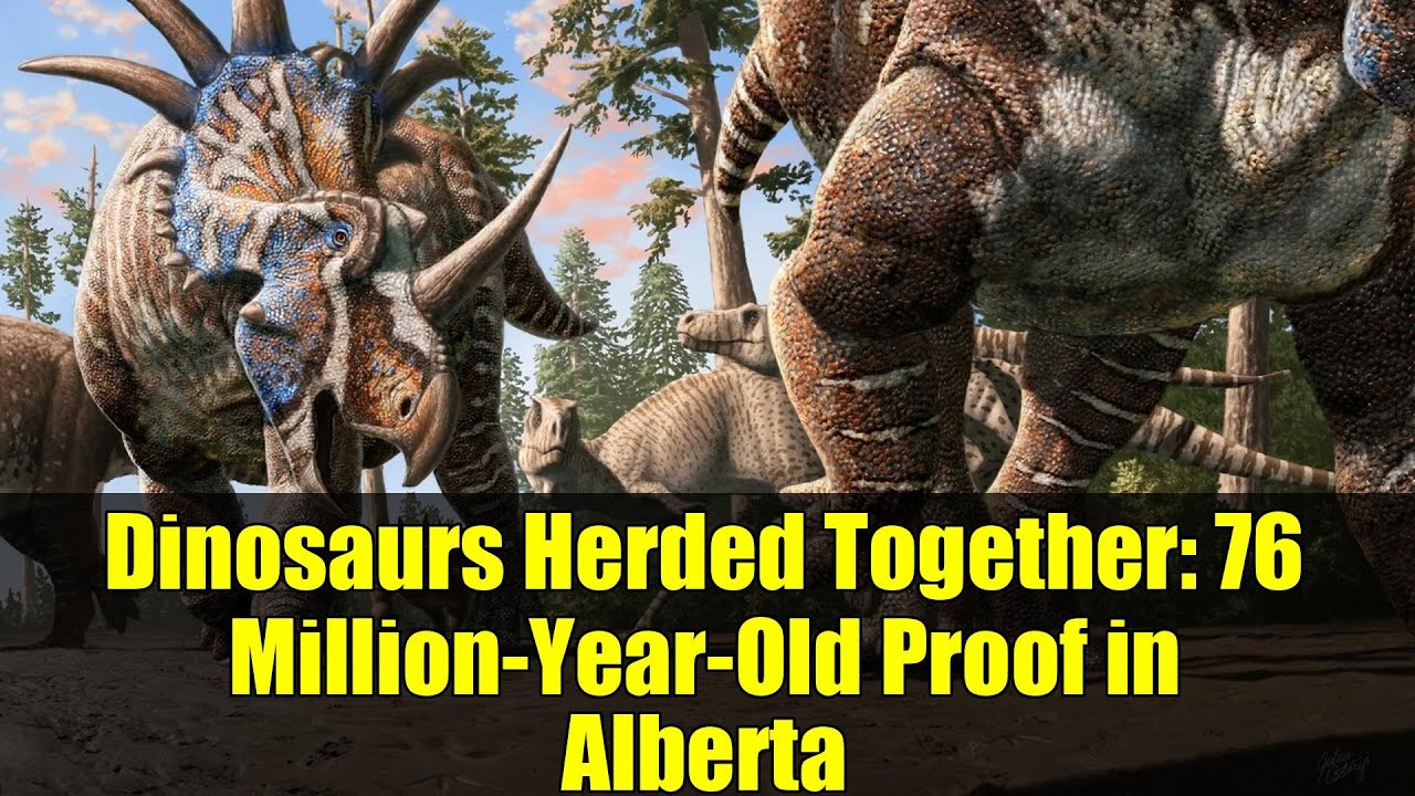 Dinosaurs Herded Together: 76 Million-Year-Old Proof in Alberta