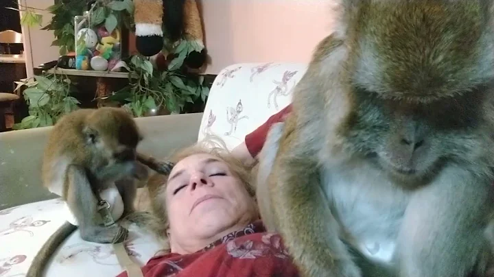 Macaque Brothers Tending To Their Human ASMR
