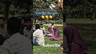 Mango Garden In Bangladesh. Small Mango Tree Farming