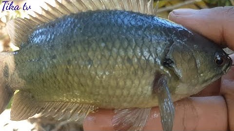 Câu Cá Rô Sông Mồi Dế Gốc Cây Dừa Nước Nhấp Mà Giật Đã Tay || Fishing || Sông nước miền tây