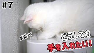 空気清浄機に手を突っ込みたい猫