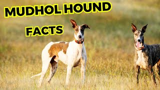 Mudhol Hound - Top 10 Interesting facts by Jungle Junction 75 views 3 weeks ago 8 minutes, 10 seconds