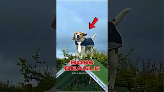 Top 5 Beagle Boss Moves That Screamed “I’m in Charge!” #beagle #dogs #animals #shorts #viralshorts