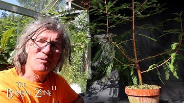 Pruning My Bald Cypress and Willows, The Bonsai Zone, Sept 2024