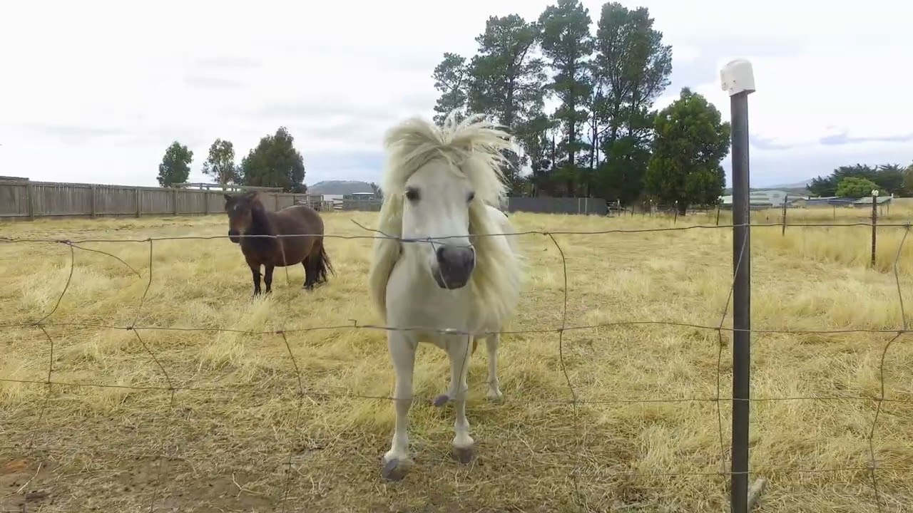 Roberts Real Estate Tasmania - 16 George Street, Bothwell