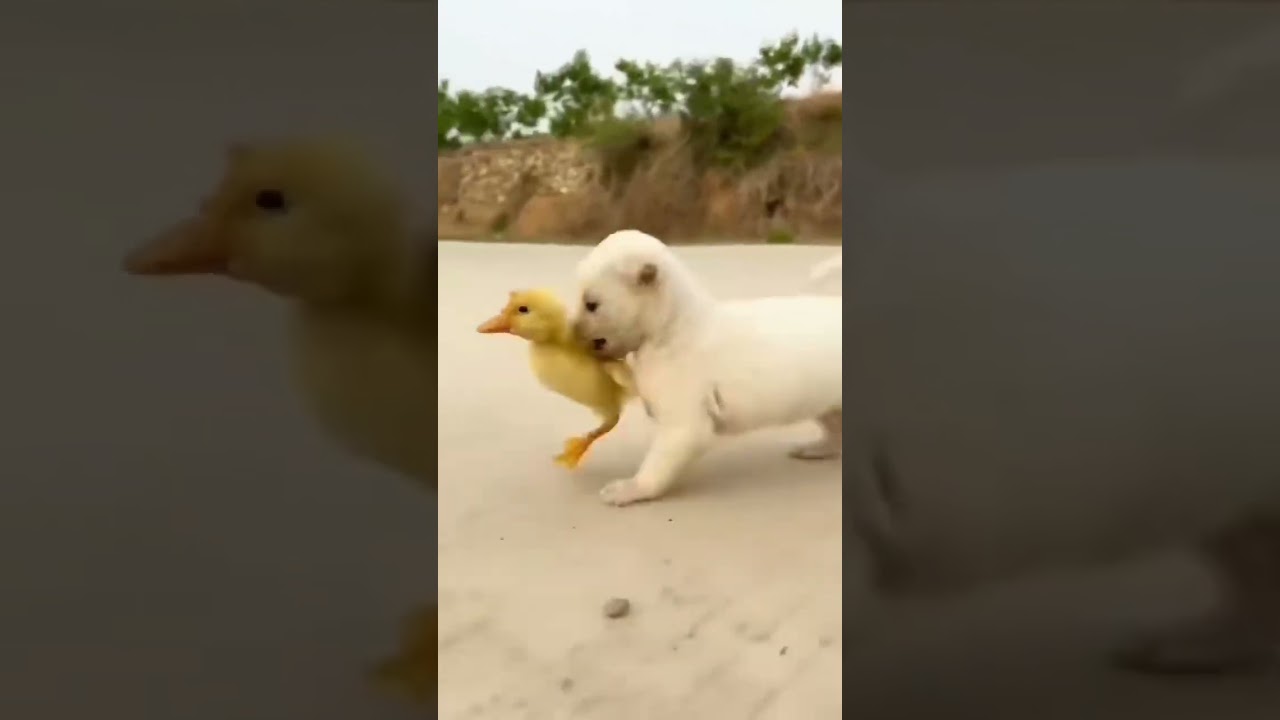 Dog love with ducks ❤️