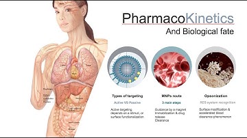 Magnetic nanoparticles: Iron oxides and metal ferrites NPs as a unique drug delivery system