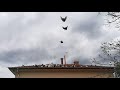 Nikolaev pigeons Николаевски гълъби с.Коларово