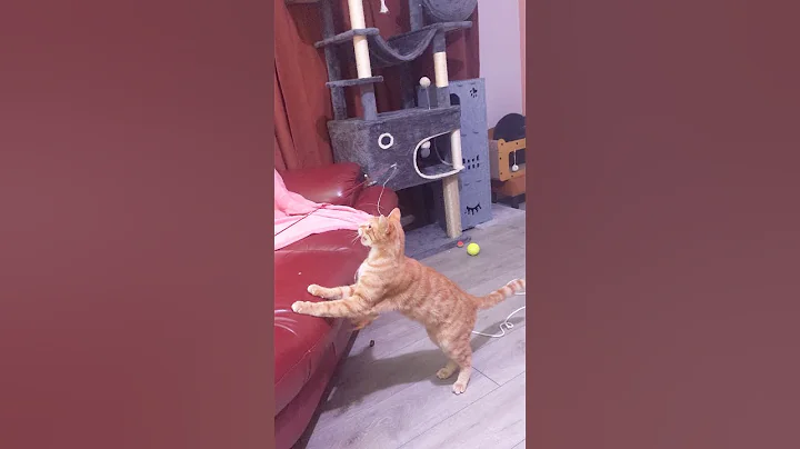 Video 11702821: bengal mix, jumping bengal