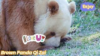 Funny Brown Panda Qi Zai. 😂 | 七仔仔不仅是个可爱熊，还是个搞笑熊😂