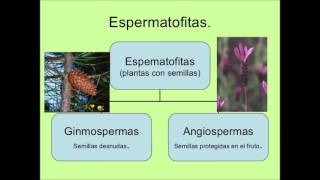 Vasculares no dibujos y vasculares plantas