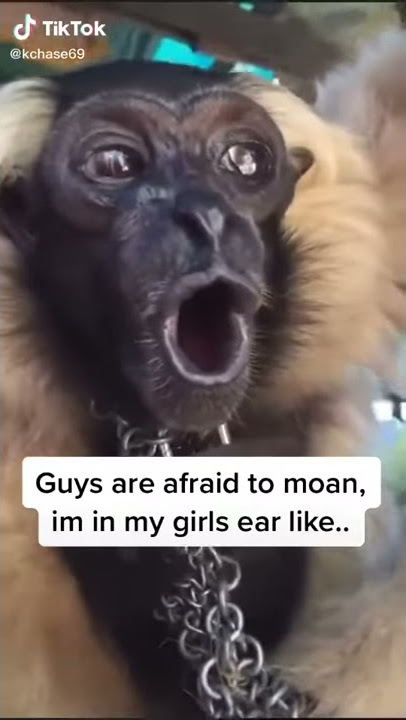 Monkey ringtone