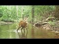 In Gabon’s jungle a young male sitatunga (swamp-dwelling antelope) crosses the creek in two jumps