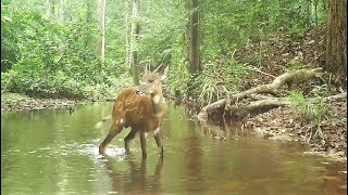 A Young Male Sitatunga (Swamp-Dwelling Antelope) Crosses The Creek In Two Jumps - Gabon's Jungle