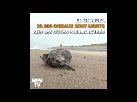 Vidéo: La Mort Massive Des Oiseaux Et Le Projet 