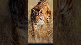 Why do tigers have distinctive black stripes on their fur?. #tiger #animals