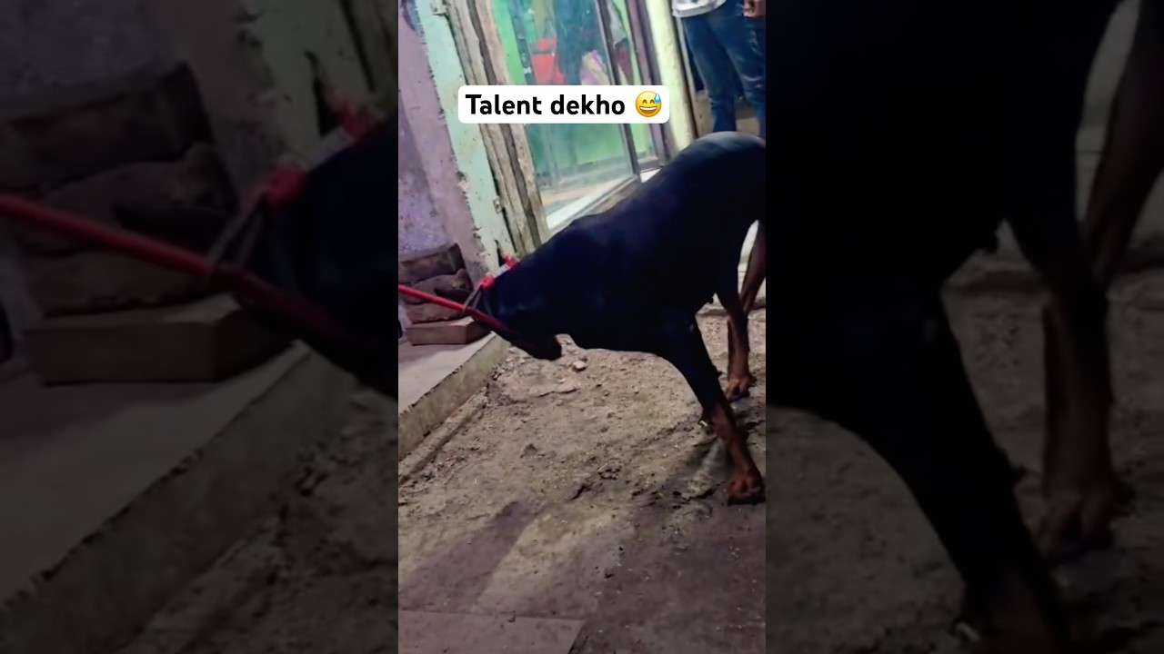 Talent dekho 😅 #short #dog #cutedog #dogtalent #reel #pets