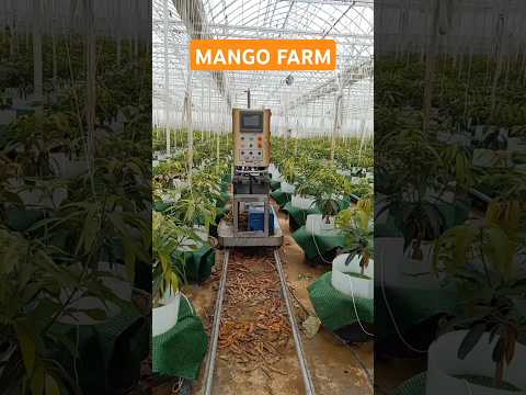 This Is How Automatic Spray In Mango Farm
