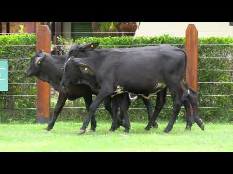 LOTE 27 •  10º LEILÃO GIROLANDO PRIME • 9629CU  9627CU  9663CU