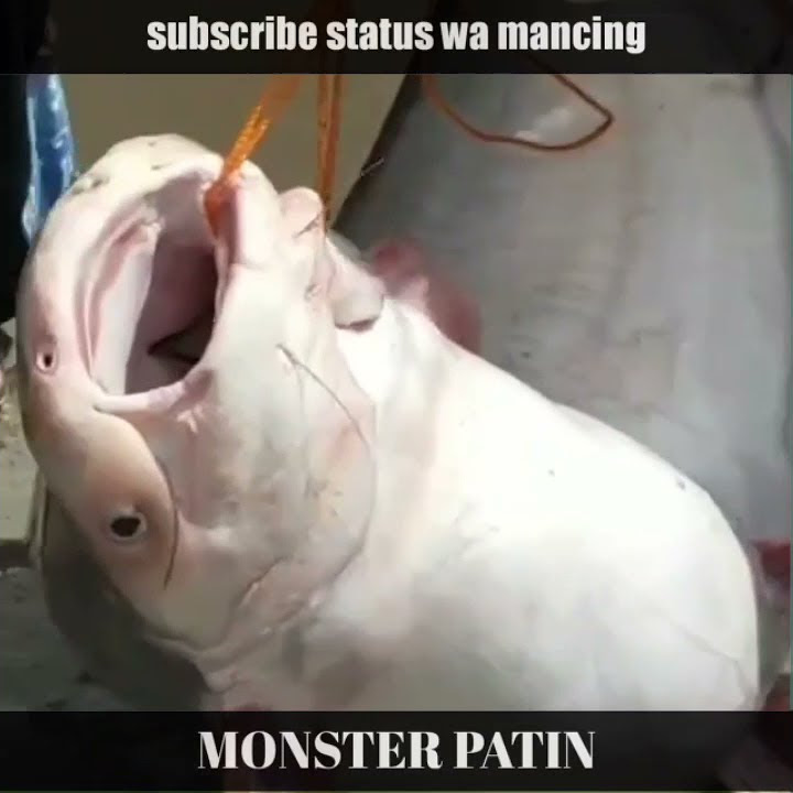 #Shorts PATIN MONSTER || status wa mancing