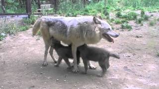 シンリンオオカミの授乳~Suckling of wolf