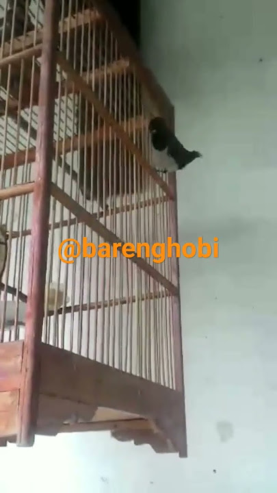 emprit Jawa / Bondol Jawa isian suara kenari lagi diluar sangkar  (lonchura leucogastroides)