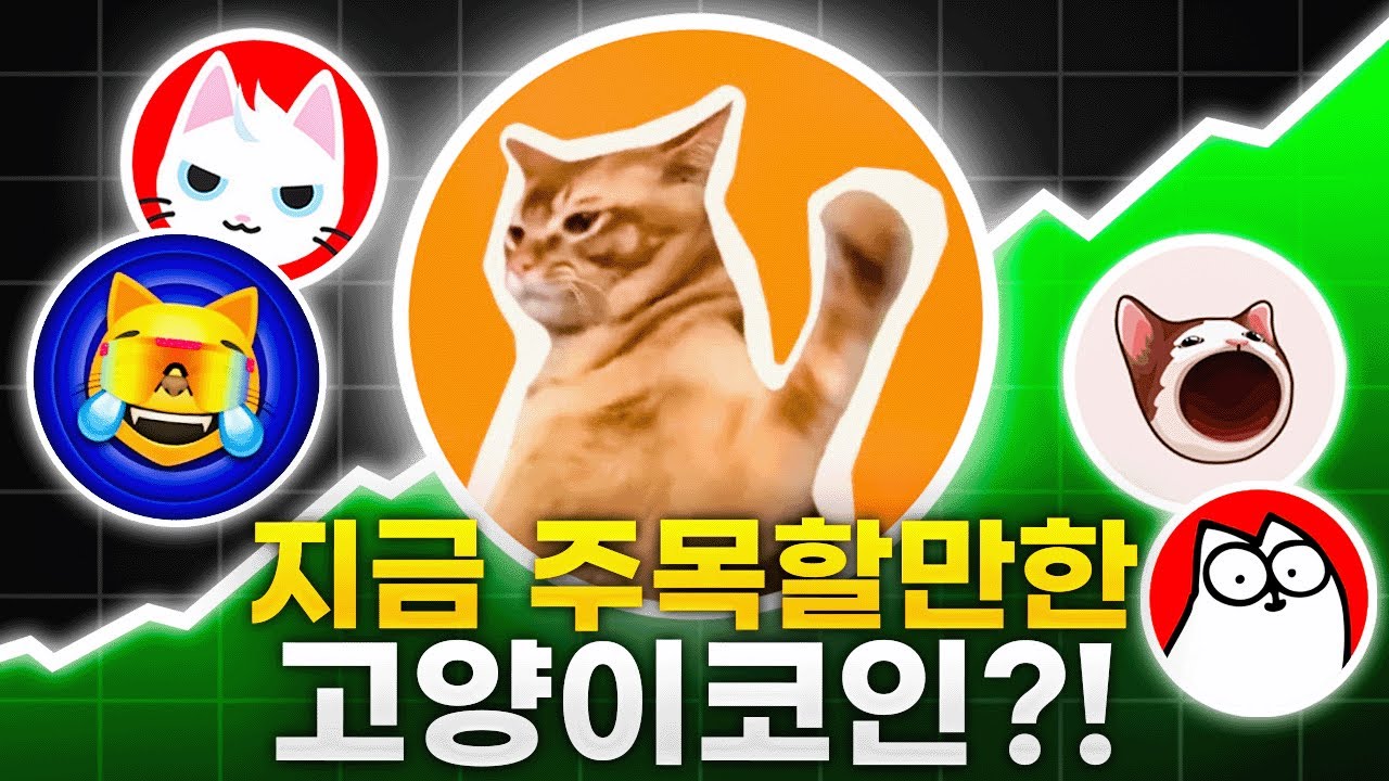 새로운 고양이 밈코인의 등장?!