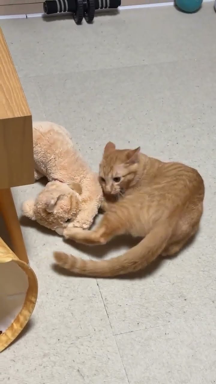 Funny  vidéo cat sur les vitres