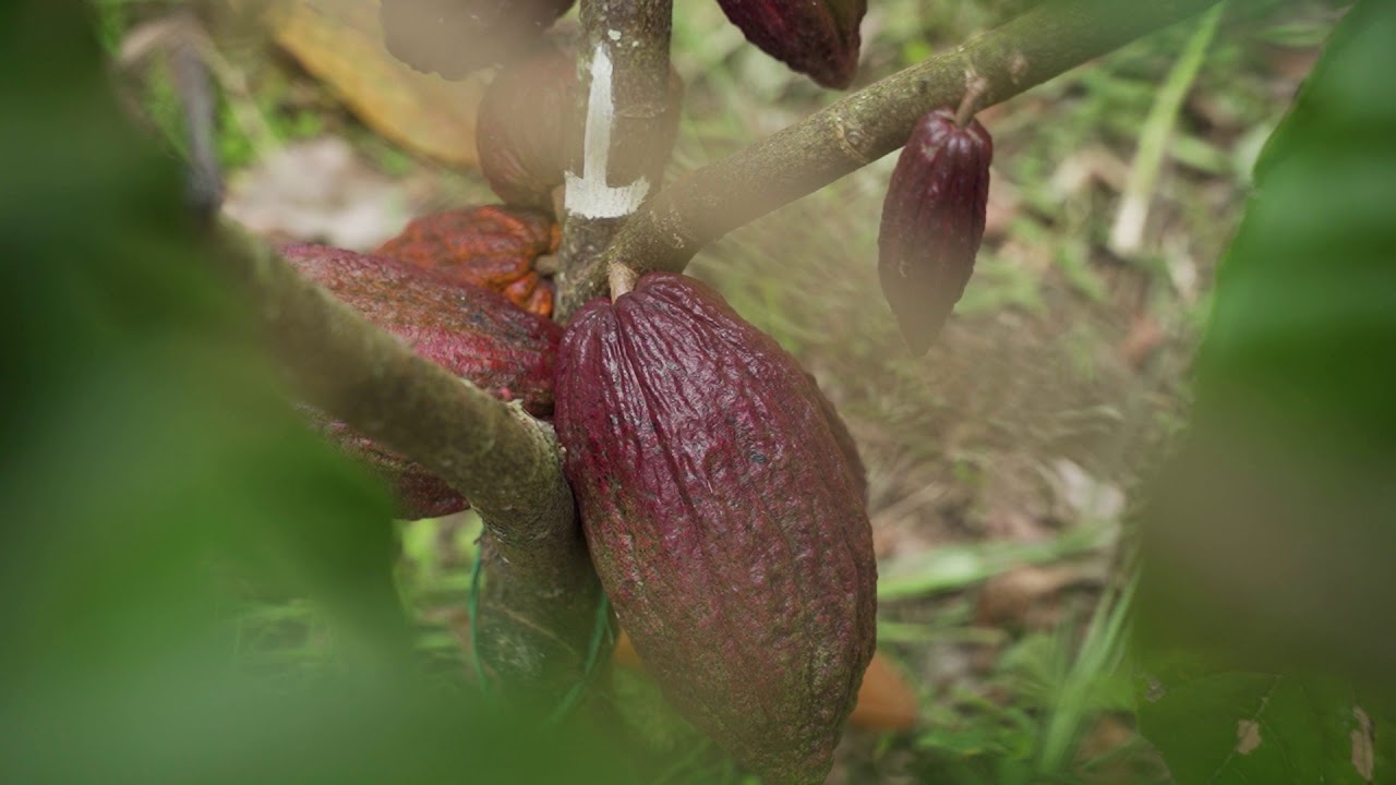 Modelo Agroforestal De Cacao Con Maderas Finas Tropicales YouTube
