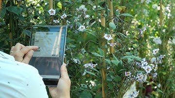 Modern plant phenotyping using GridScore and GerminateScan