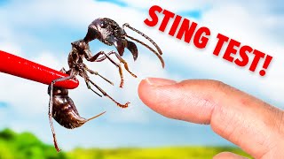 STUNG by a Bullet Ant! (Truth Revealed) by Brave Wilderness 345,595 views 3 months ago 17 minutes