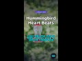 Hummingbird Heart Beats 1260 Times Per Minute Then Freezes Solid to… #Shorts