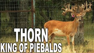 The Worlds Biggest Piebald Buck! | Deer Farming