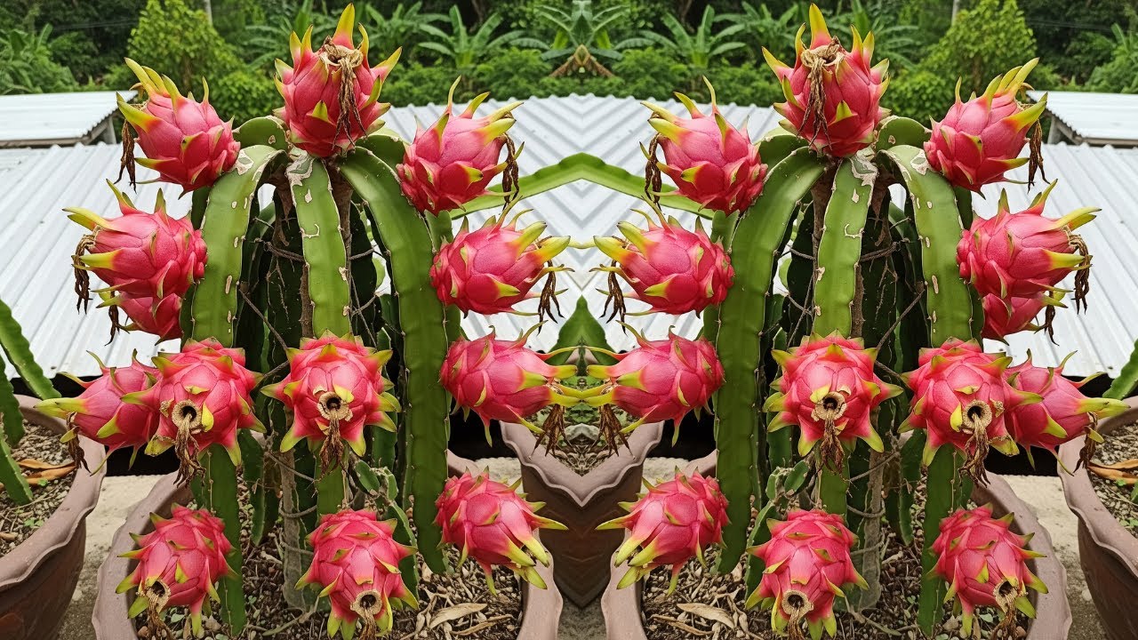 🌱 Dragon Fruit Propagation from Cuttings | Easy Method